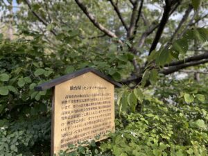 仙台屋（センダイヤ） Sendaina 高知市内の仙台屋という店の庭にあった桜で、植物学者牧野富太郎博士が命名したと言われています。博士の出生地高知県佐川町の牧野公園、 高知市五台山の県立坂野植物園、東京都練馬区の牧野記念庭園などに植えられています。ヤマザクラの一種で花色が濃く一重でオオヤマザクラに似ています。ソメイヨシノより数日遅く開花し、その年の気候によって変わりますが、おおむねソメイヨシノが散り分めの時が見頃です。平成18年（2006年）2月国立劇場開場40周年記会樹として3本植栽しました。