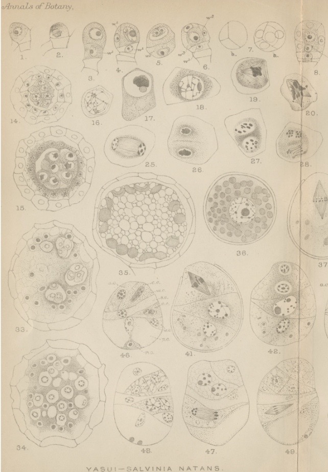 Annals of Botany Vol. 25, No. 98 469-483 に1911年4月掲載された保井コノ著On the Life-history of Salvinia natans