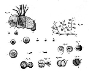 Stages in the development of Frog's spawn. Rare Books Keywords: Embryology; Jan Swammerdam ※Wellcome Collection gallery (2018-04-03): https://wellcomecollection.org/works/wvk2xbcu CC-BY-4.0