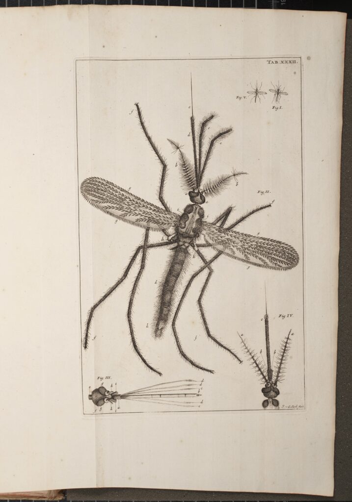 Illustration of a Mosquito from Historia Insectorum Generalis ※Public Domain